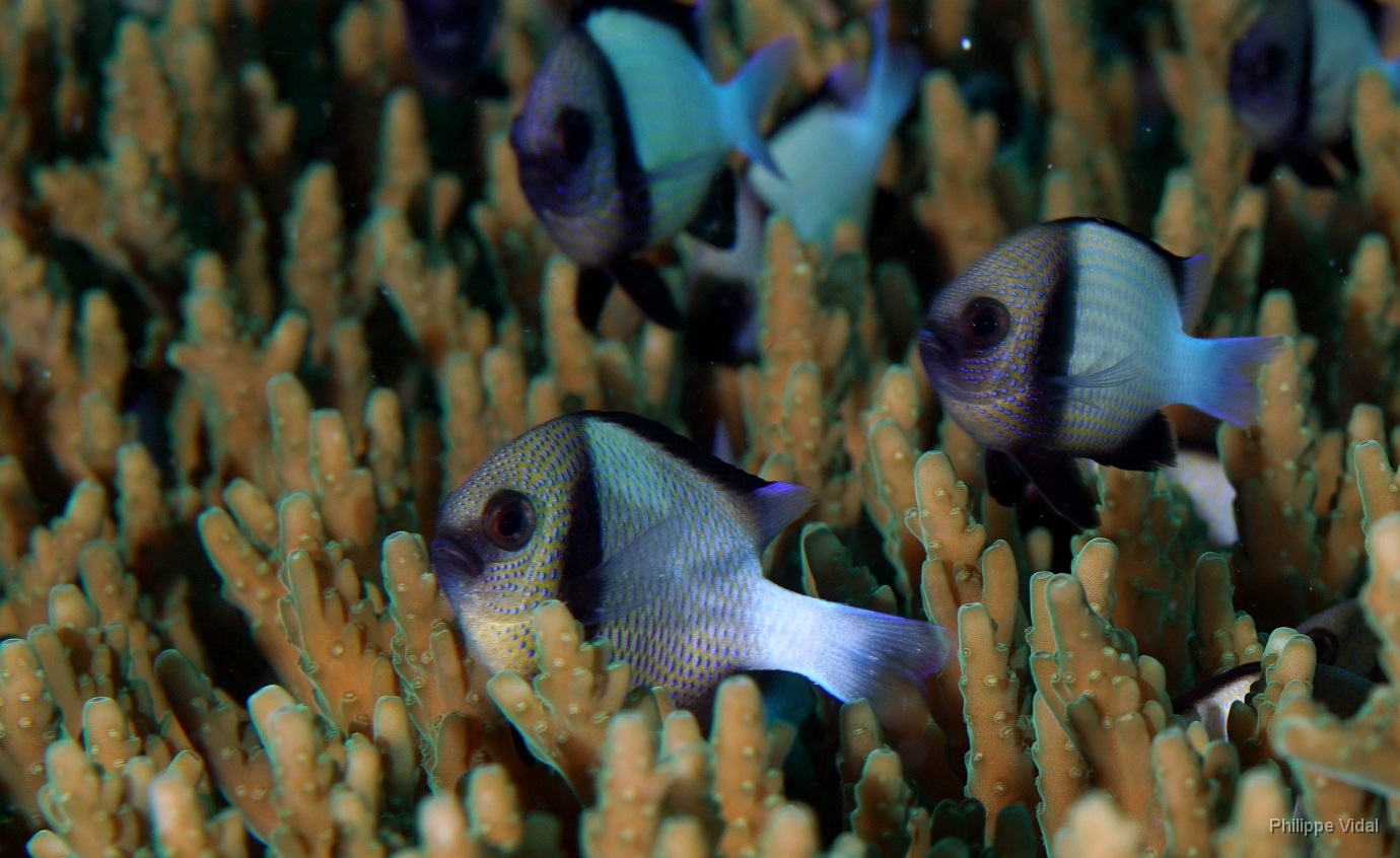 Birmanie - Mergui - 2018 - DSC03065 - Reticulated Dascyllus - Demoiselle reticulee - Dascyllus reticulatus.jpg